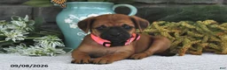 Mixed Breed dogs for sale: Lilac  - Ad 1
