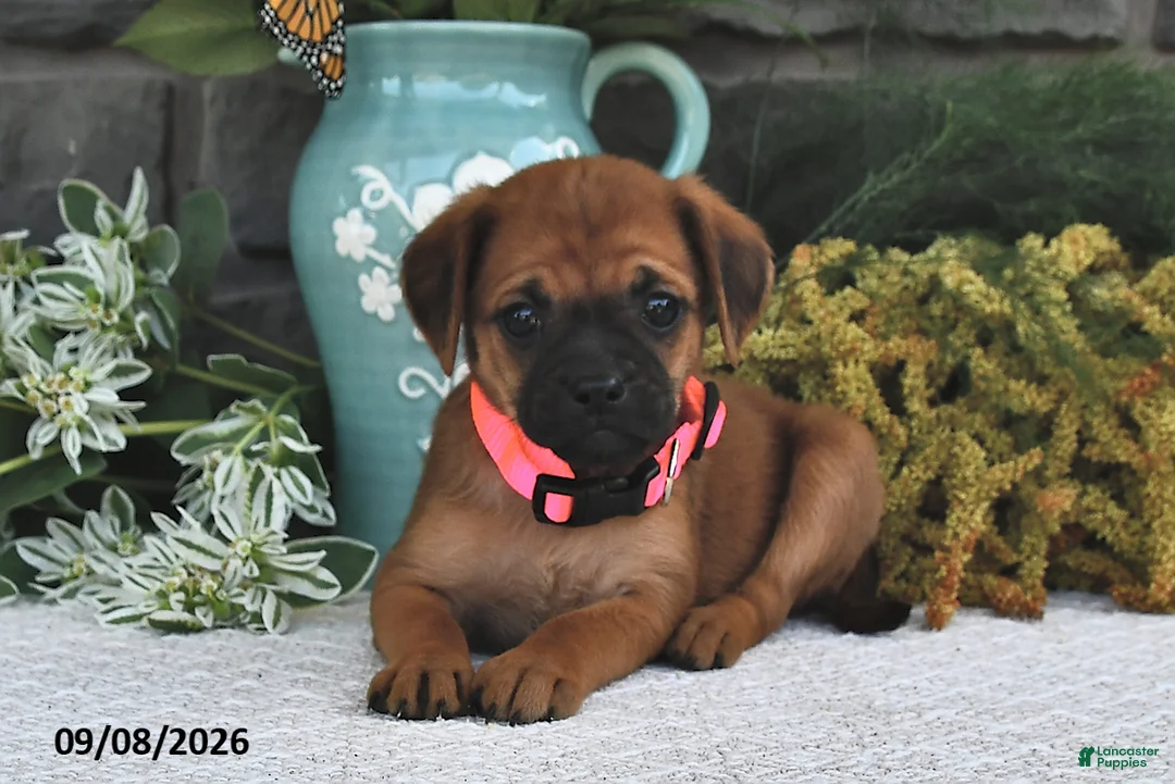 Mixed Breed dogs for sale: Lilac  - Ad 1