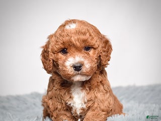 Mini Goldendoodle dogs Ms. Kylie - Ad 1