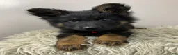 German Shepherd dogs for sale: Fizz - Ad 10