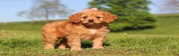 Cavapoo dogs for sale: Elsa - Ad 6