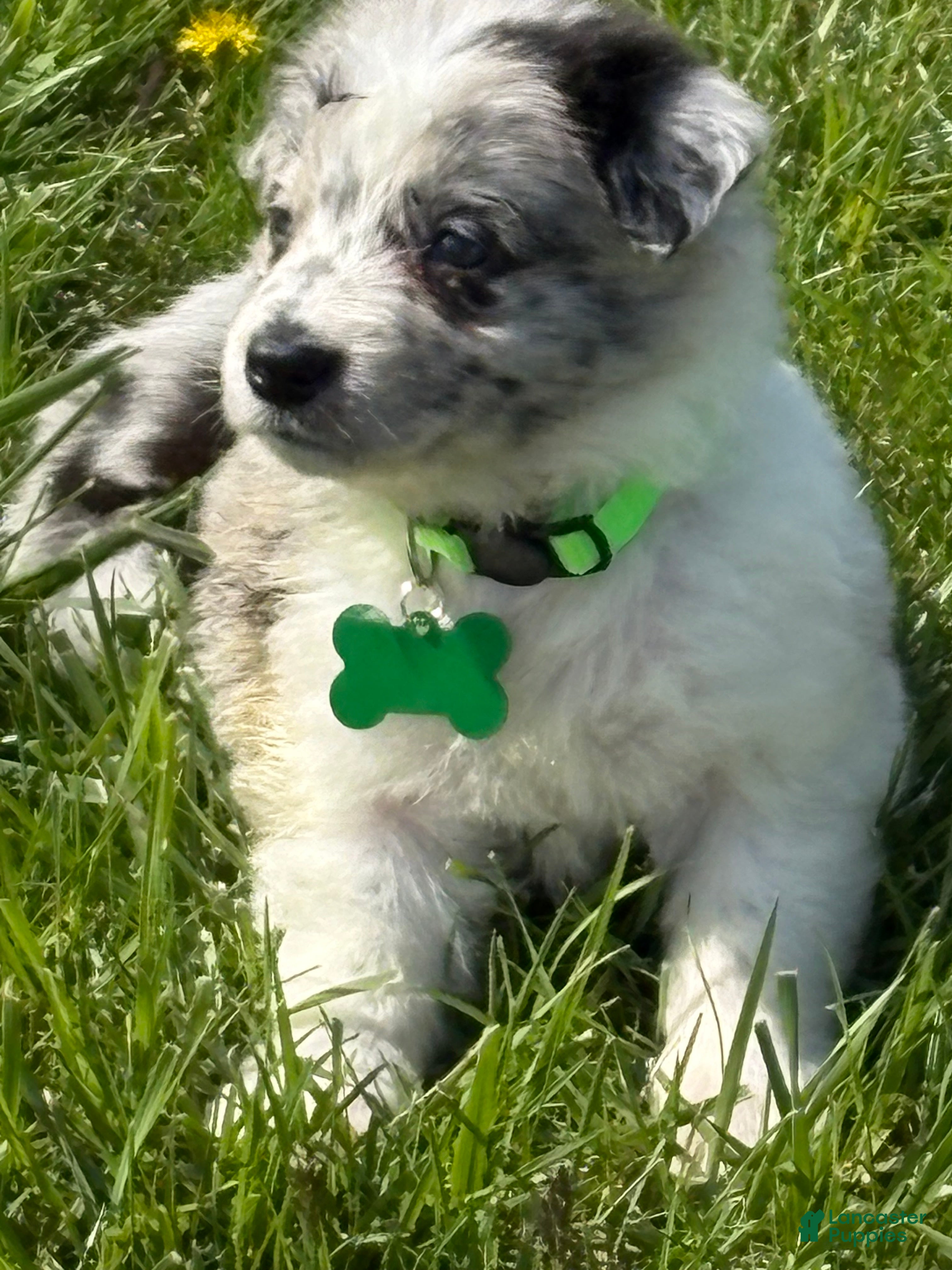 Border Collie dogs Gabby - Ad 2