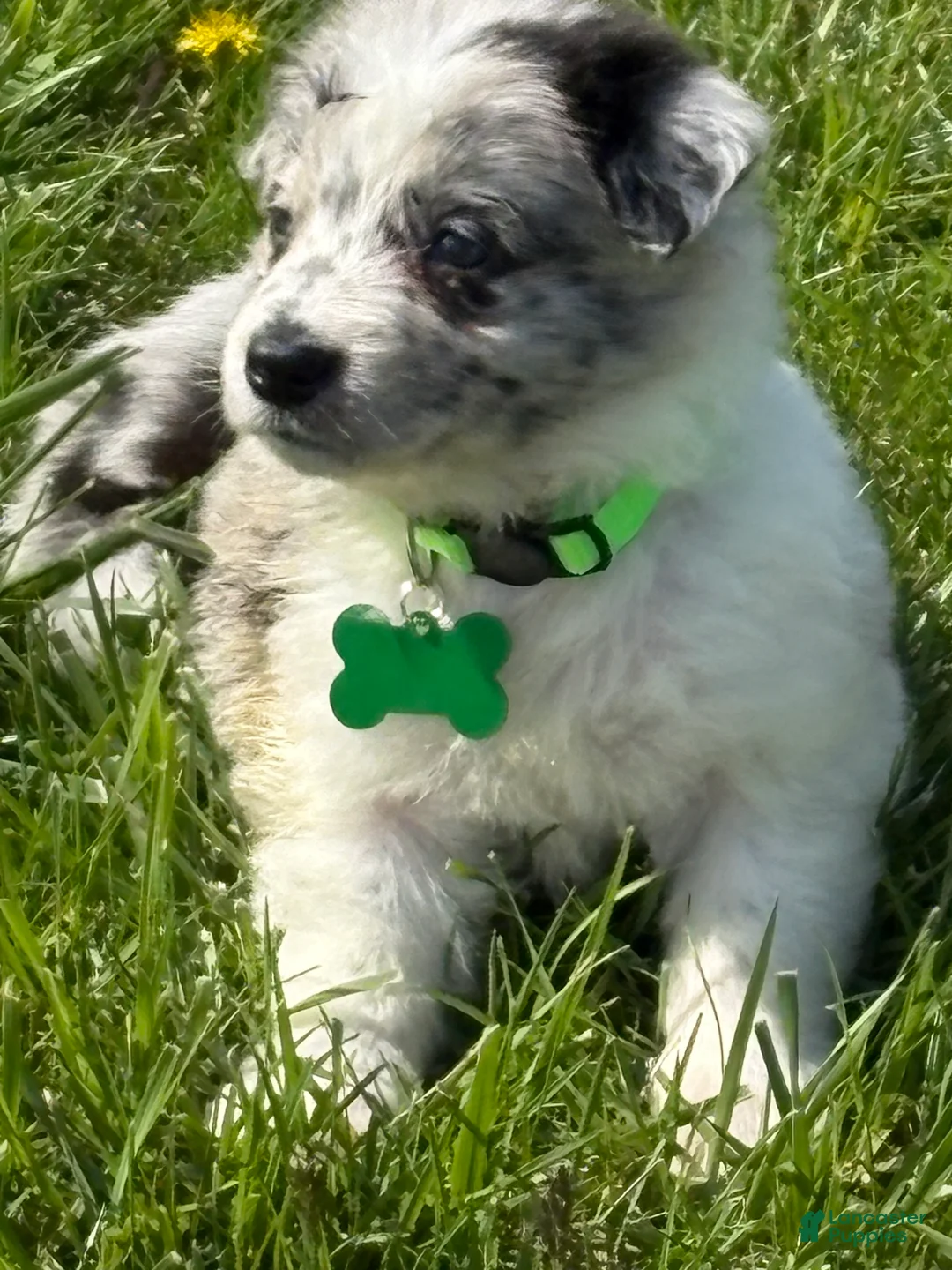 Border Collie dogs for sale: Gabby - Ad 2