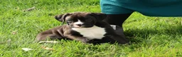 Boxer dogs for sale: Ace - Ad 2
