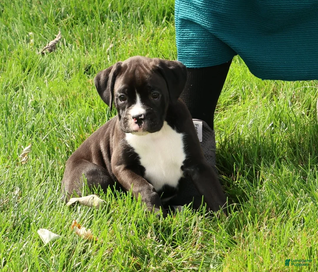 Boxer dogs for sale: Ace - Ad 2
