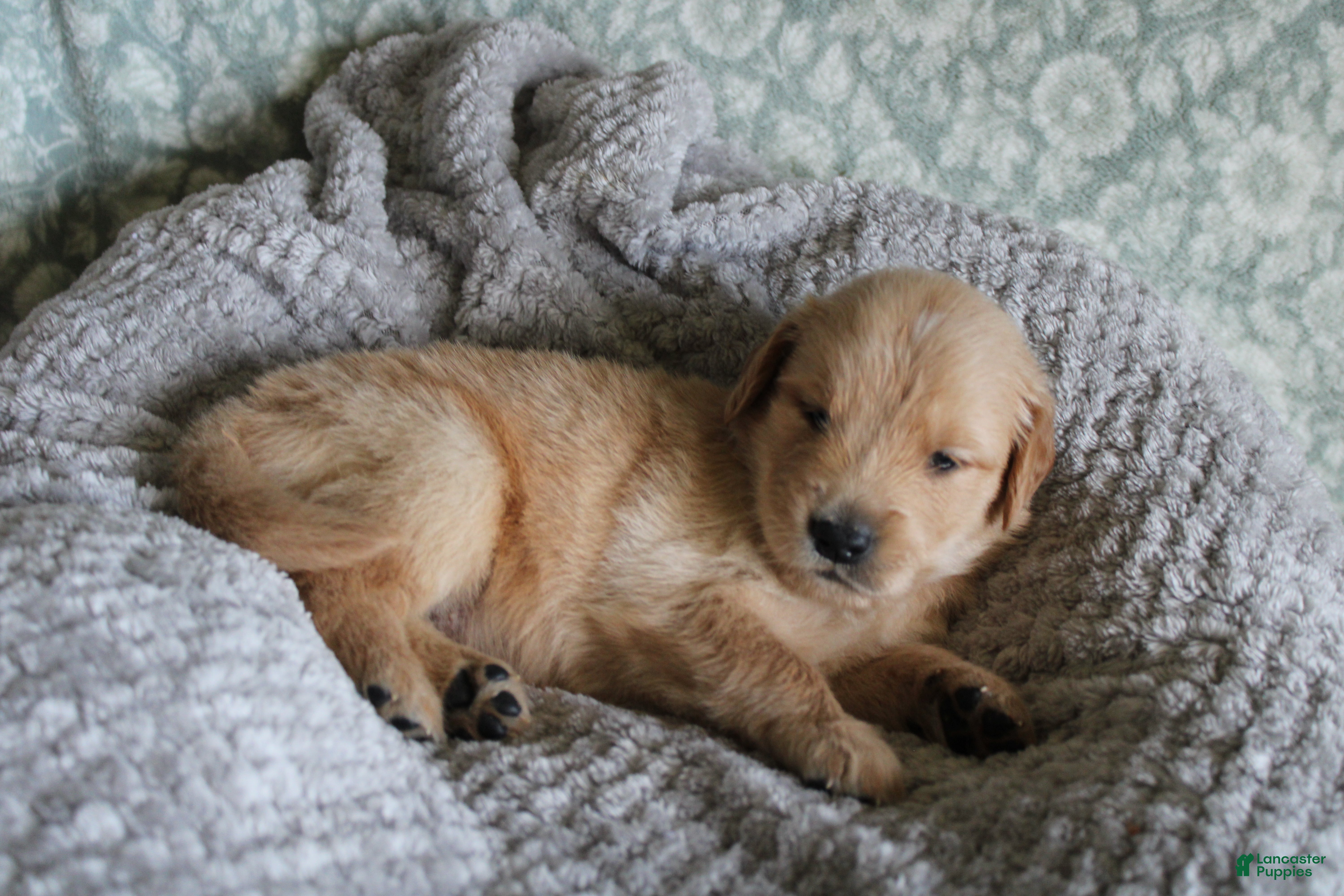 Golden Retriever dogs Golden Retriever Puppy 5 - Ad 4