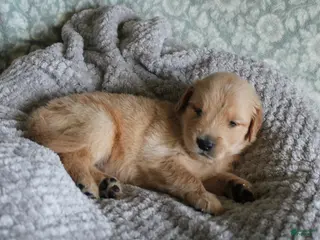 Golden Retriever dogs Golden Retriever Puppy 5 - Ad 4