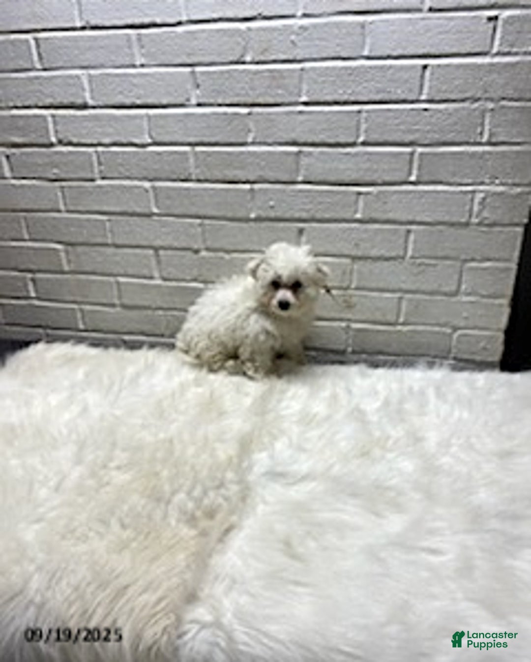 Bichon Frise dogs for sale: Randy - Ad 16
