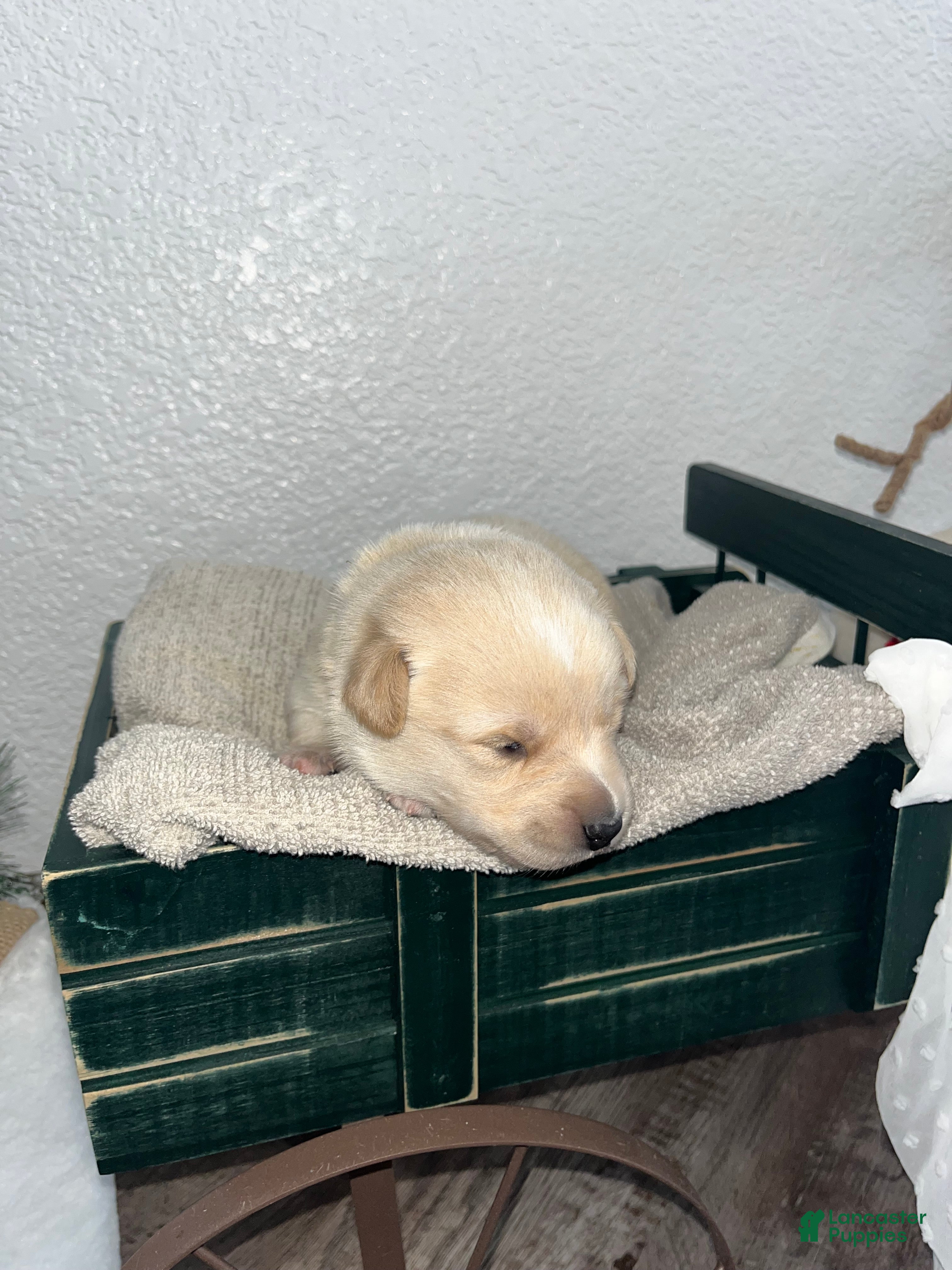 Mixed Breed dogs Lucy💕 - Ad 18