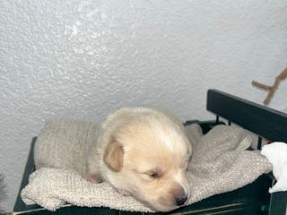 Mixed Breed dogs Lucy💕 - Ad 18