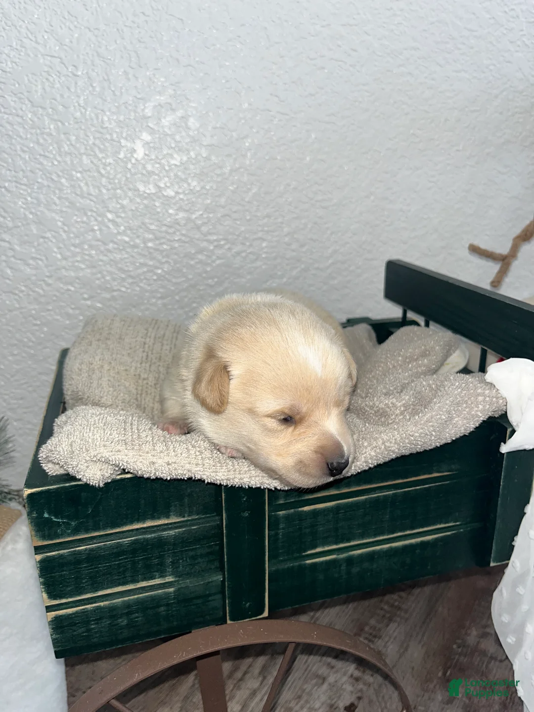 Mixed Breed dogs for sale: Lucy💕 - Ad 2