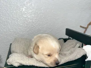 Mixed Breed dogs Lucy💕 - Ad 34