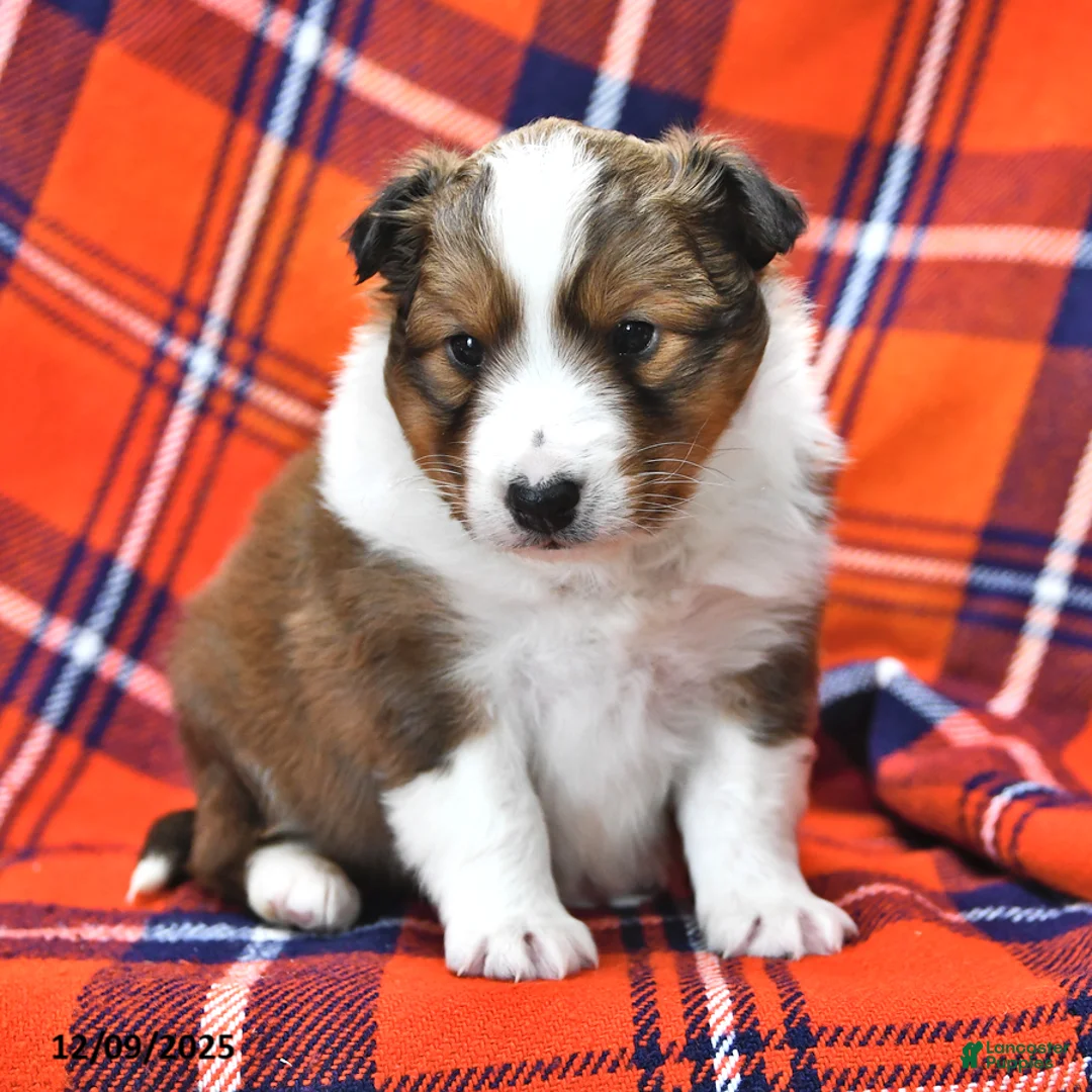 Shetland Sheepdog dogs for sale: Mr Christmas - Ad 10