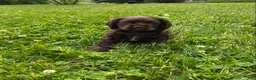 Cocker Spaniel dogs for sale: Allie - Ad 4