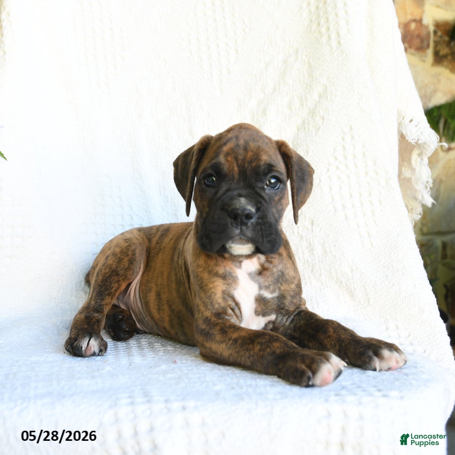 Boxer dogs Ronny - Ad 2