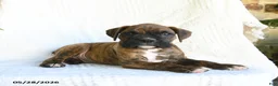 Boxer dogs for sale: Ronny - Ad 2