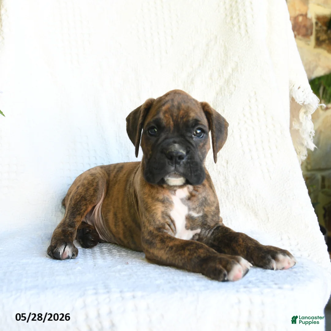 Boxer dogs for sale: Ronny - Ad 2