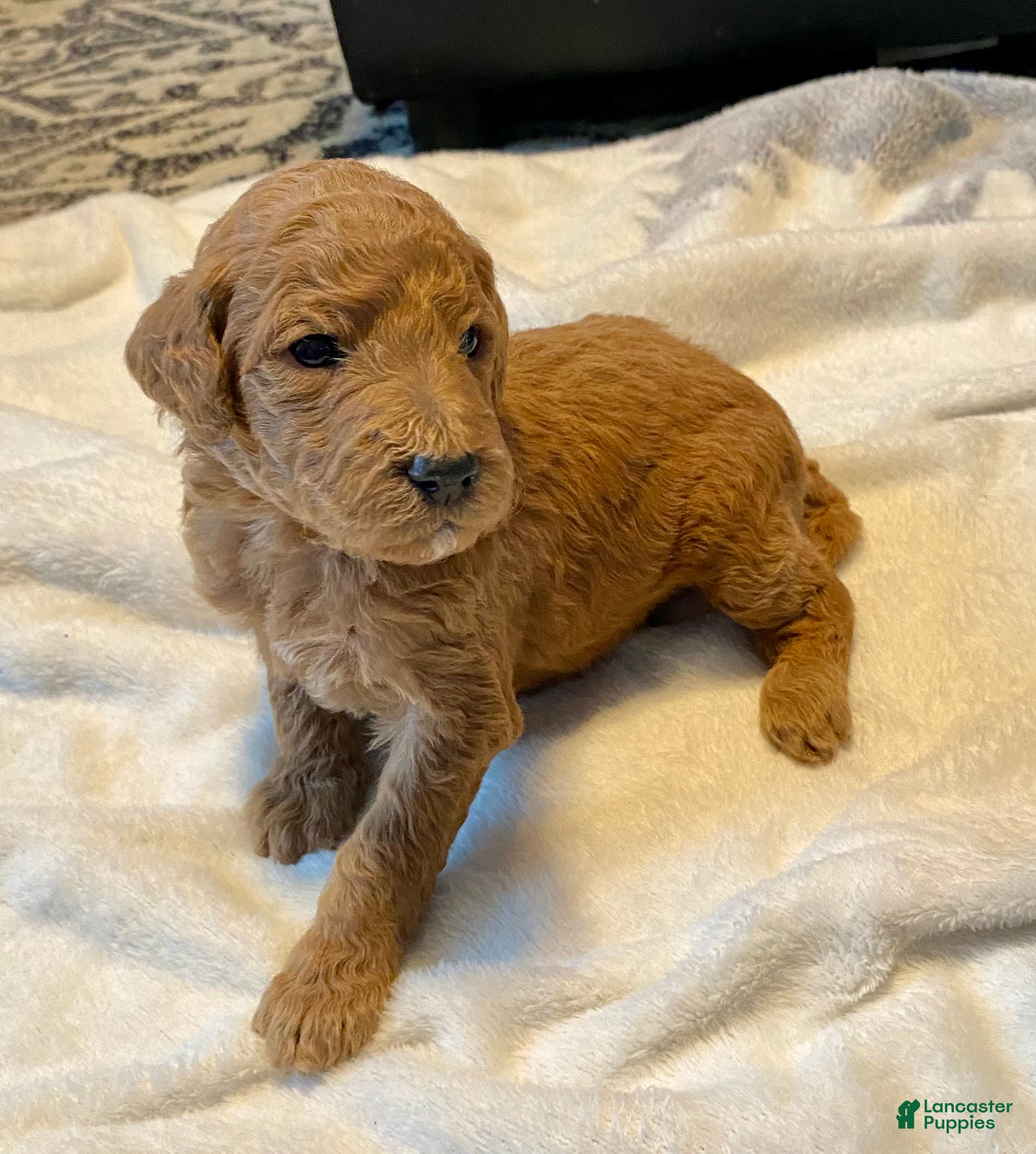 Standard Poodle dogs Carl - Ad 10