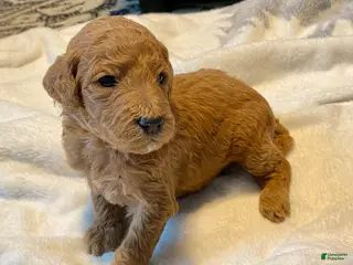 Standard Poodle dogs Carl - Ad 10