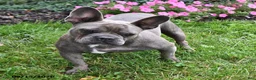 French Bulldog dogs for sale: Lollie - Ad 3