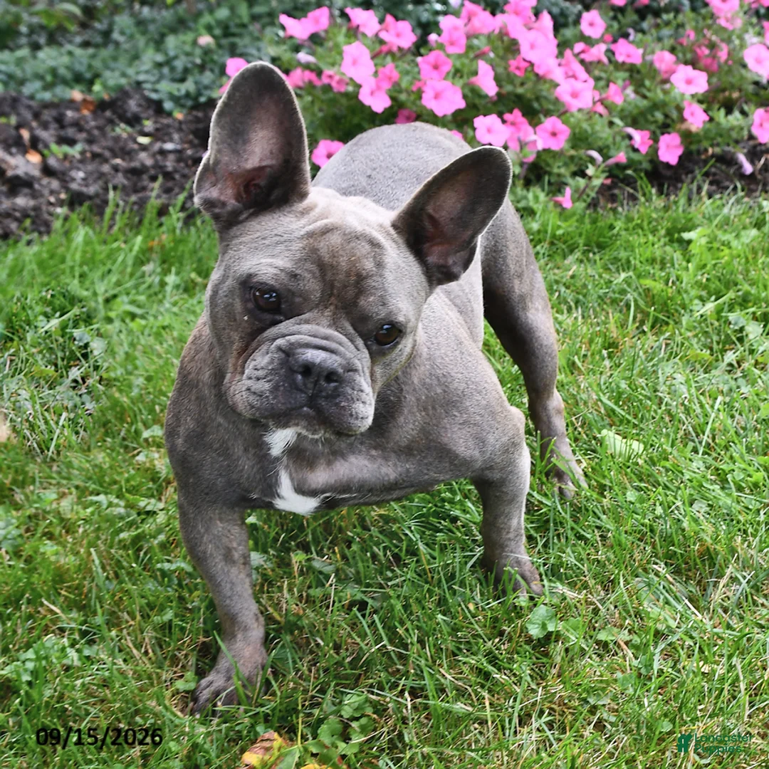 French Bulldog dogs for sale: Lollie - Ad 3