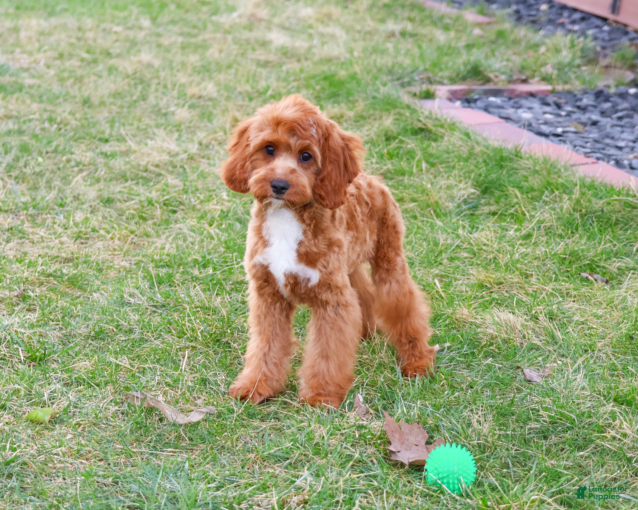 Cavapoo dogs Baxter - Ad 28