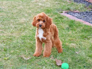 Cavapoo dogs Baxter - Ad 28