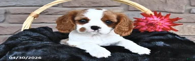Sophie