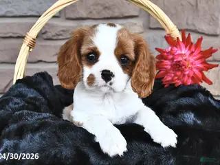 Cavalier King Charles Spaniel dogs for sale: Sophie - Ad 2