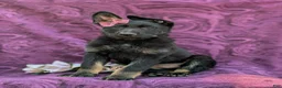 German Shepherd dogs for sale: Sabrina - Ad 3