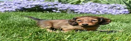 Miniature Dachshund dogs for sale: Dolly - Ad 4
