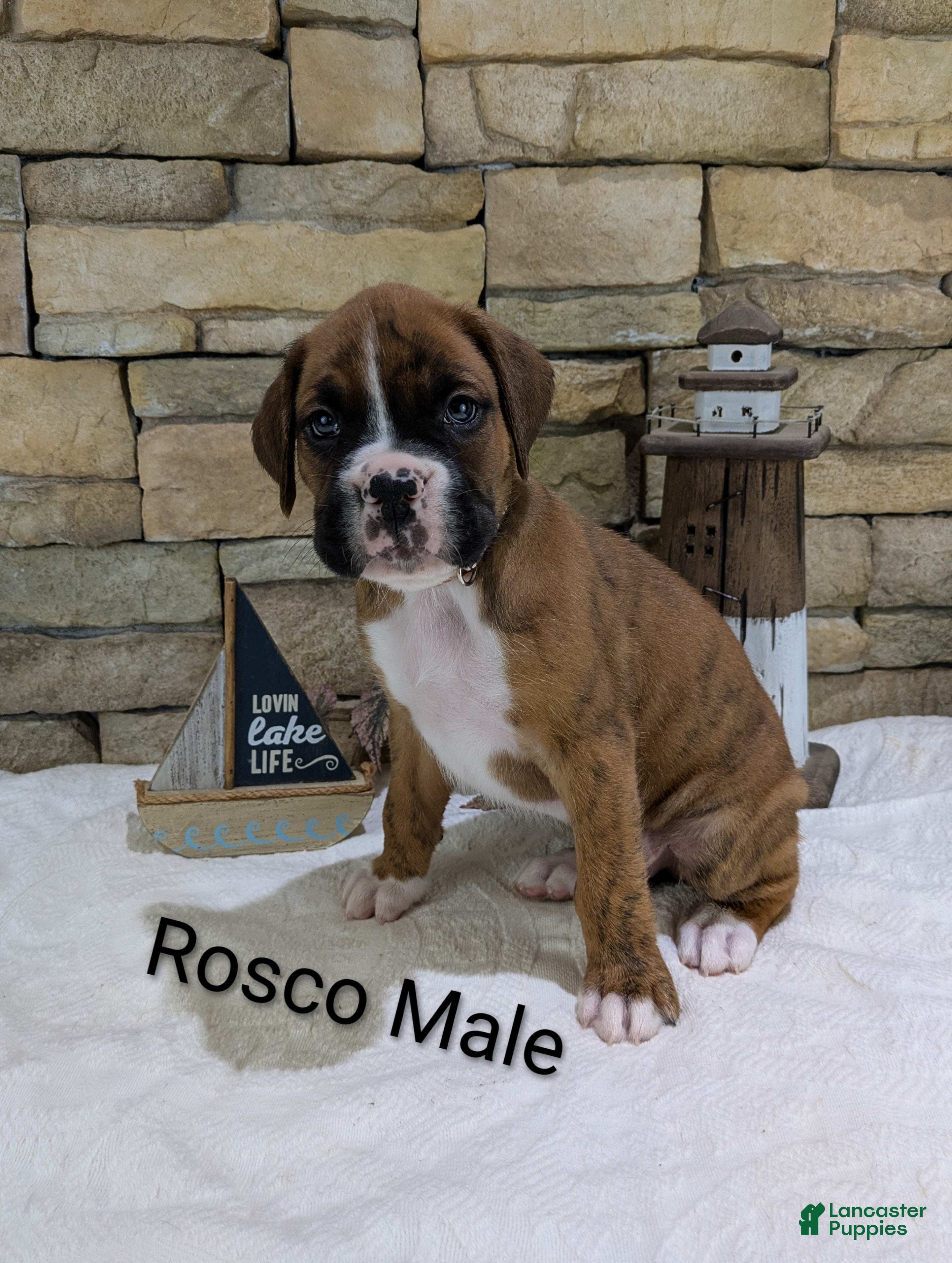 Boxer dogs Roscoe Male - Ad 2