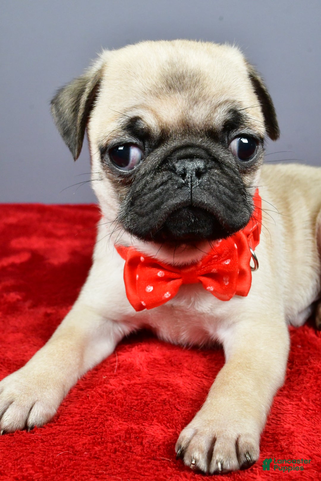 Pug dogs for sale: Tommy - Ad 3