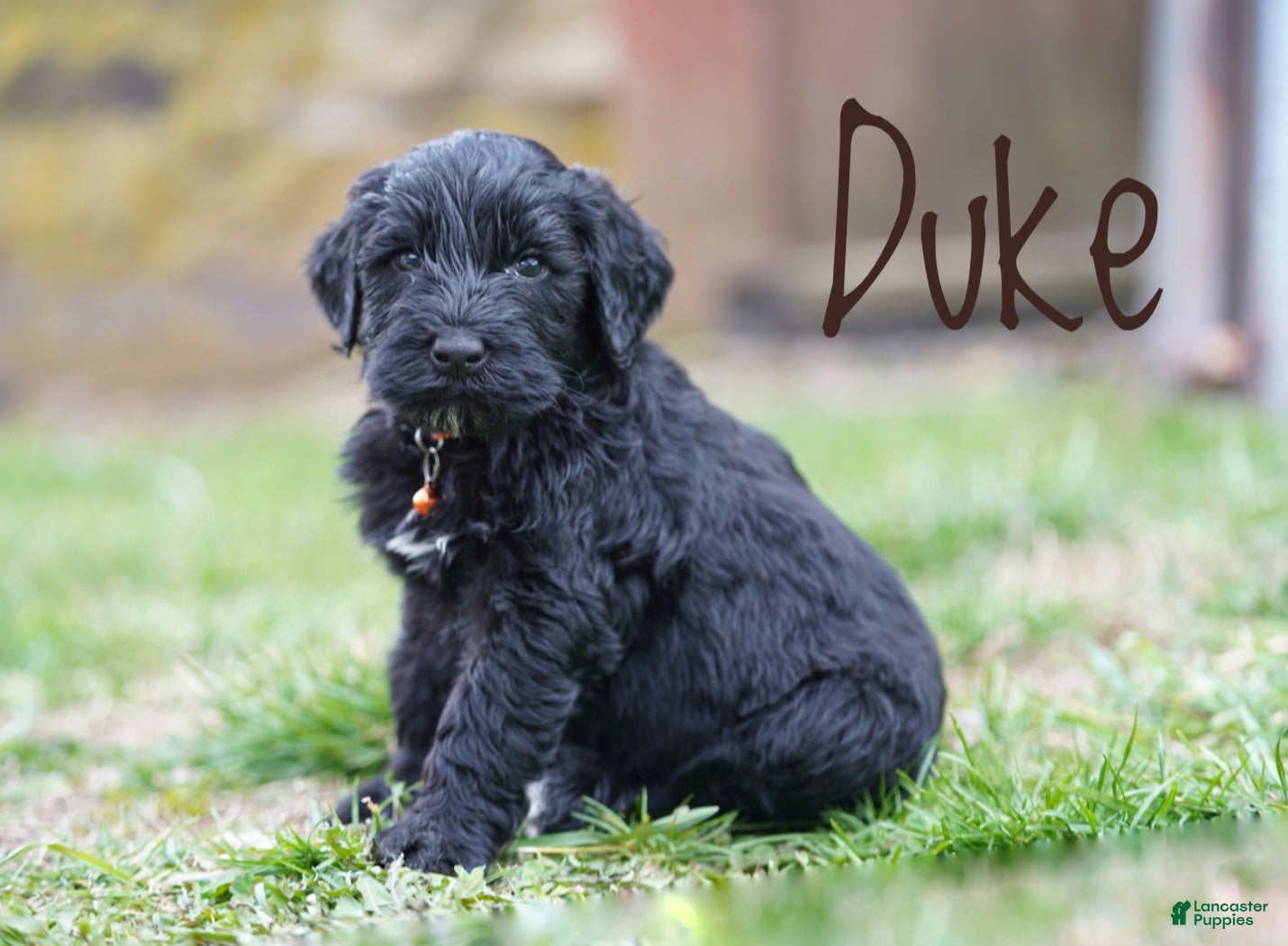 Portuguese Water Dog dogs Duke - Ad 2