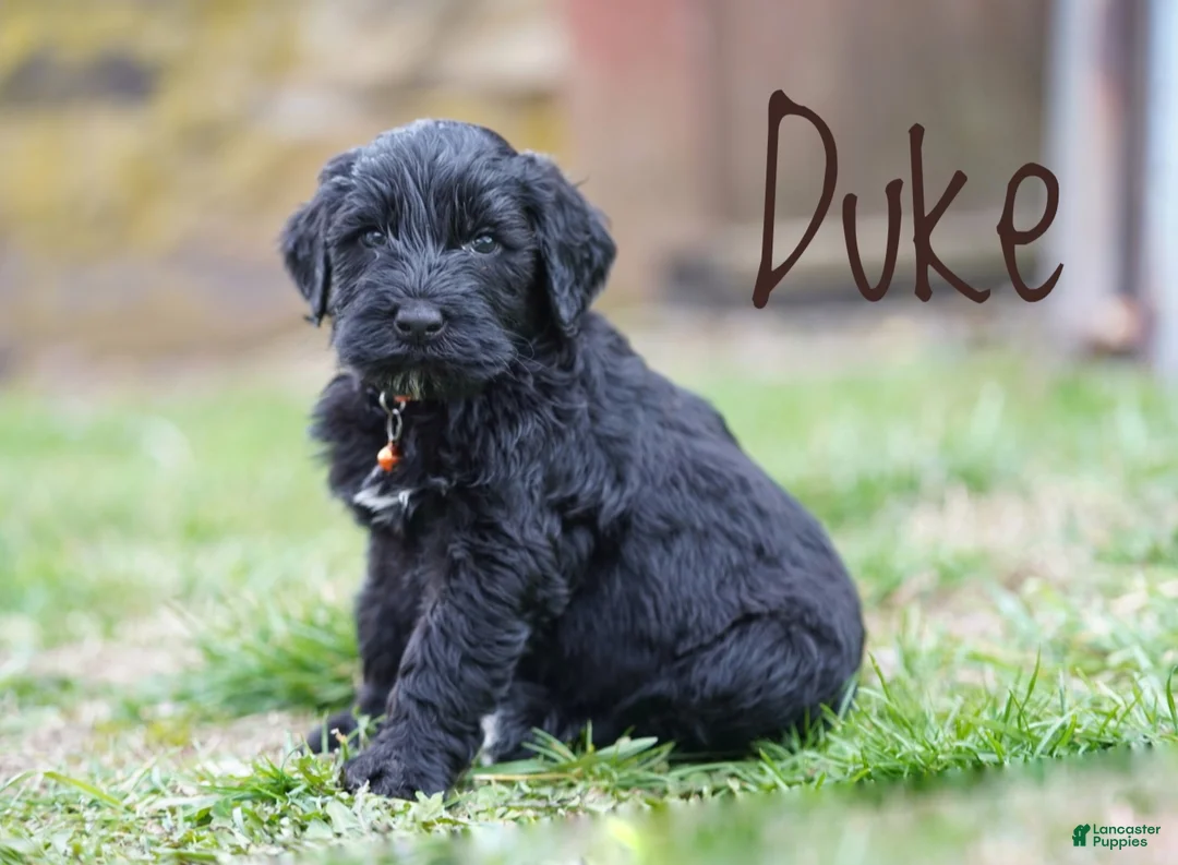 Portuguese Water Dog dogs for sale: Duke - Ad 2