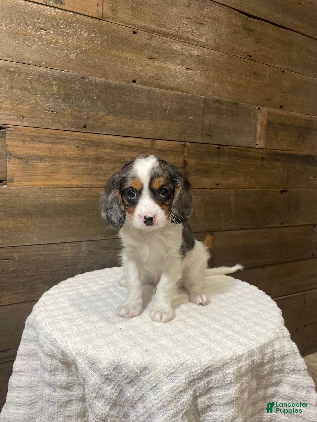 Cavapoo dogs for sale: Cooper - Ad 3