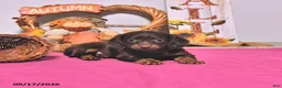 Dachshund dogs for sale: Minnie - Ad 3