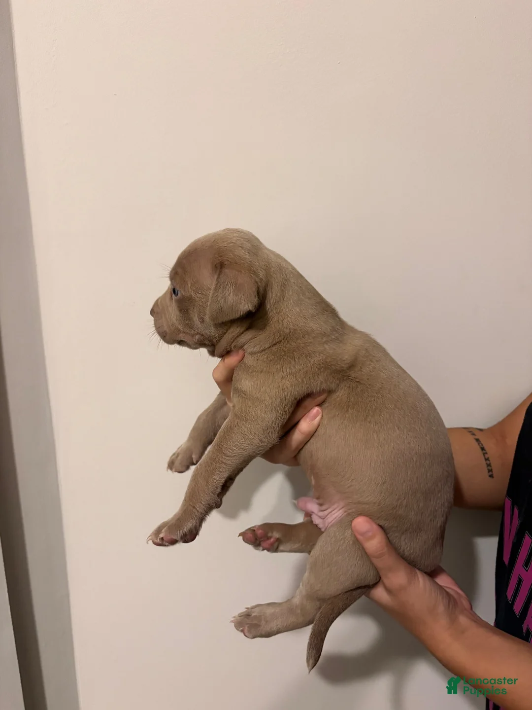 American Bully dogs for sale: American XL Bully 3 - Ad 2