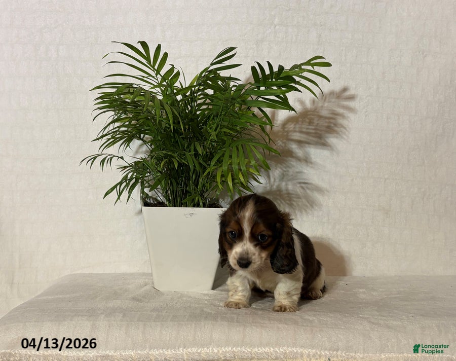 Miniature Dachshund dogs Austin - Ad 2
