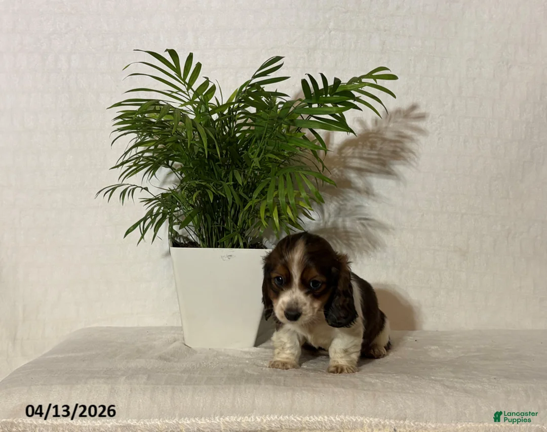 Miniature Dachshund dogs for sale: Austin - Ad 2