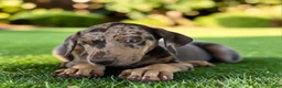 Catahoula Leopard Dog dogs for sale: Tigger 2026 Male 2 - Ad 10