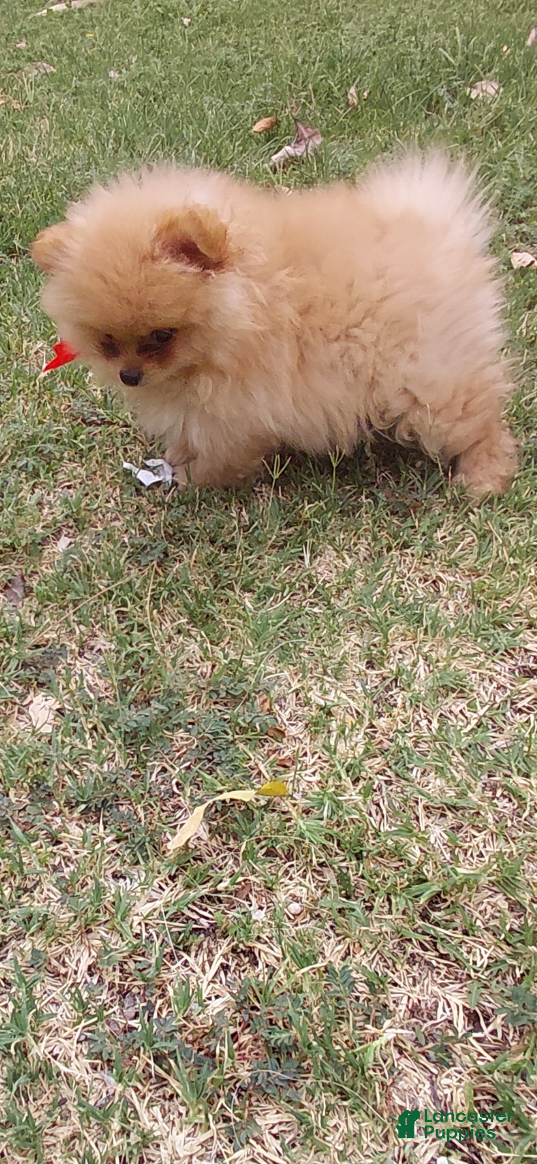 Pomeranian dogs Honey bear 🐻 🍯  - Ad 2