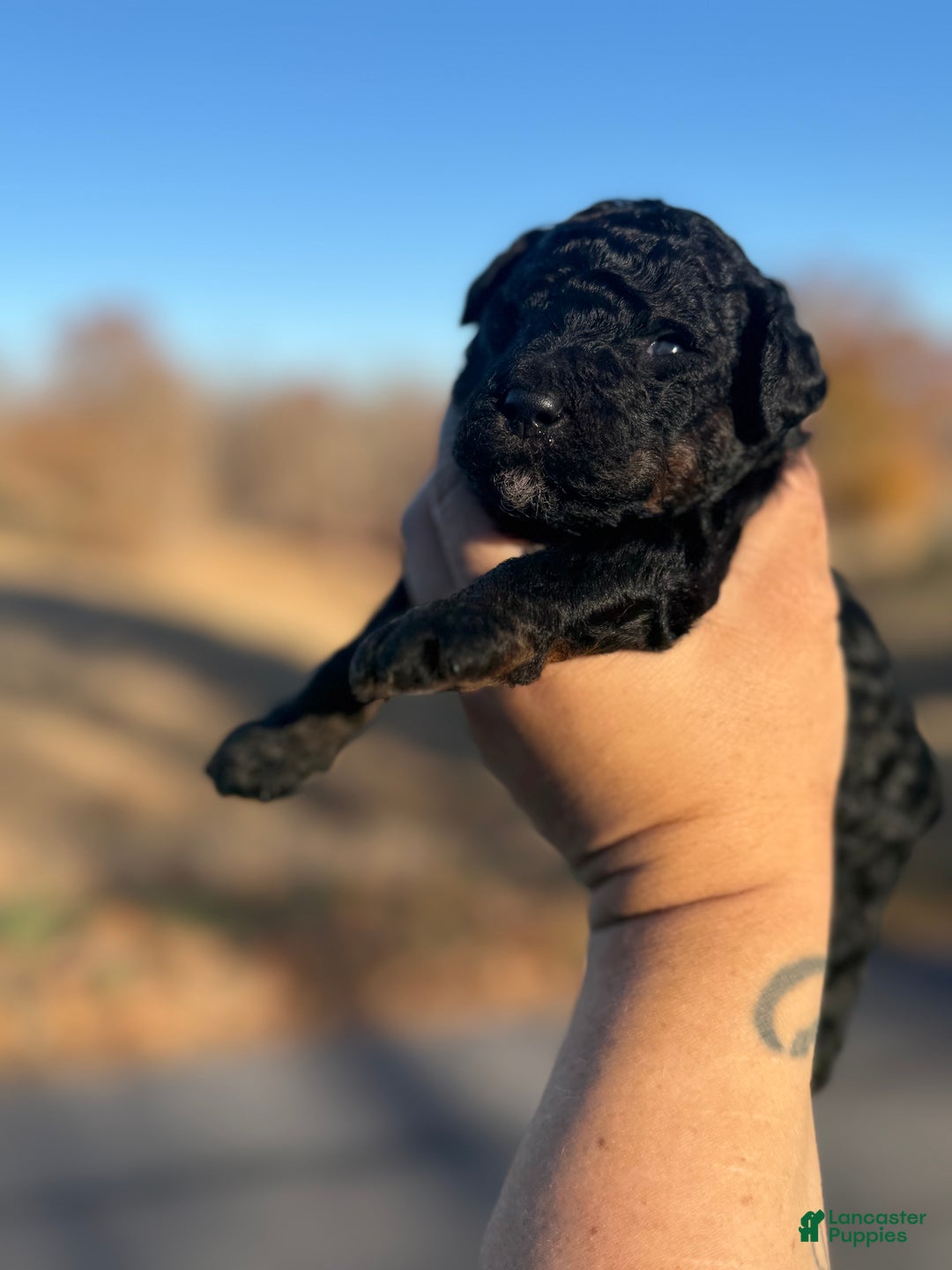Standard Poodle dogs for sale: Elm - Ad 6