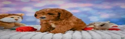 Mini Goldendoodle dogs for sale: Aspen - Ad 4