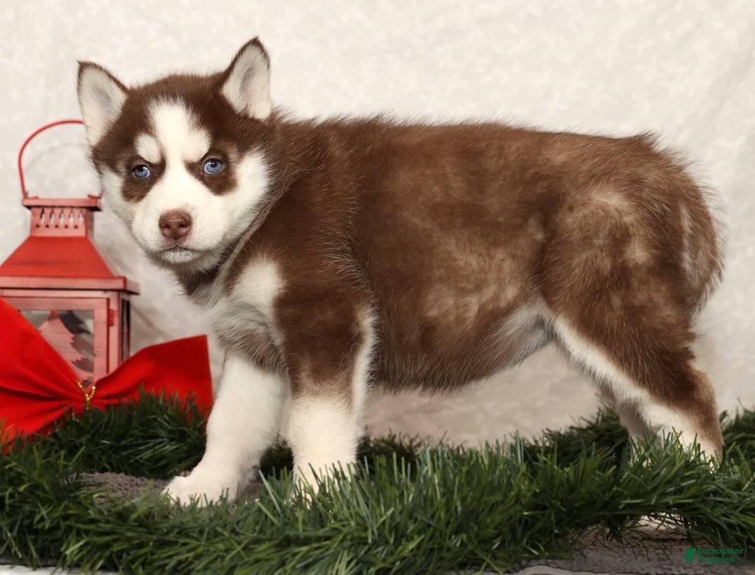 Siberian Husky dogs for sale: Macy - Ad 4