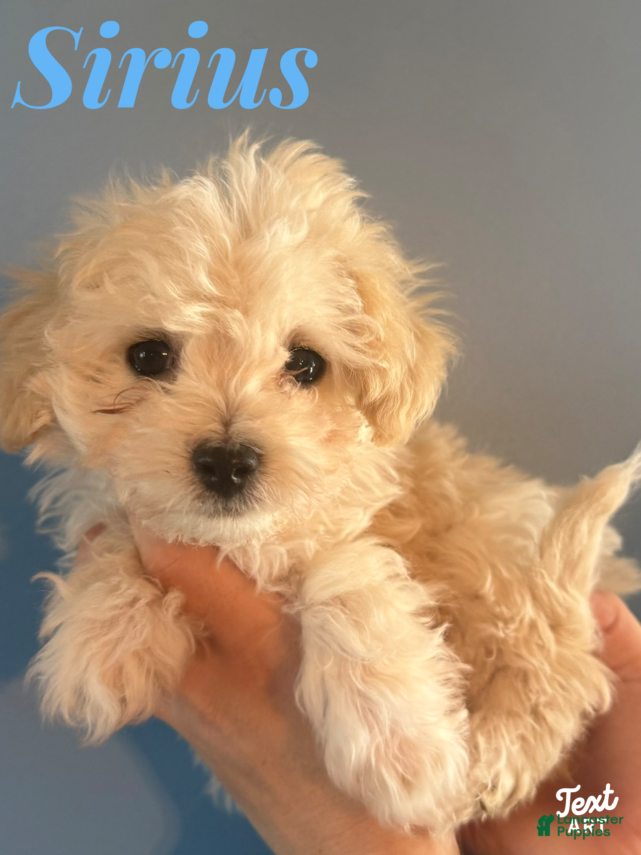 Maltipoo dogs Maltipoo Puppy 1 - Ad 1
