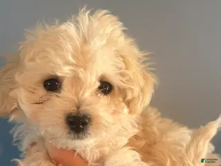 Maltipoo dogs for sale: Maltipoo Puppy 1 - Ad 1