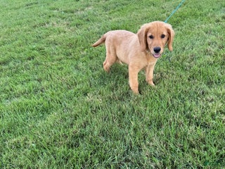 Golden Retriever dogs - Ad 22