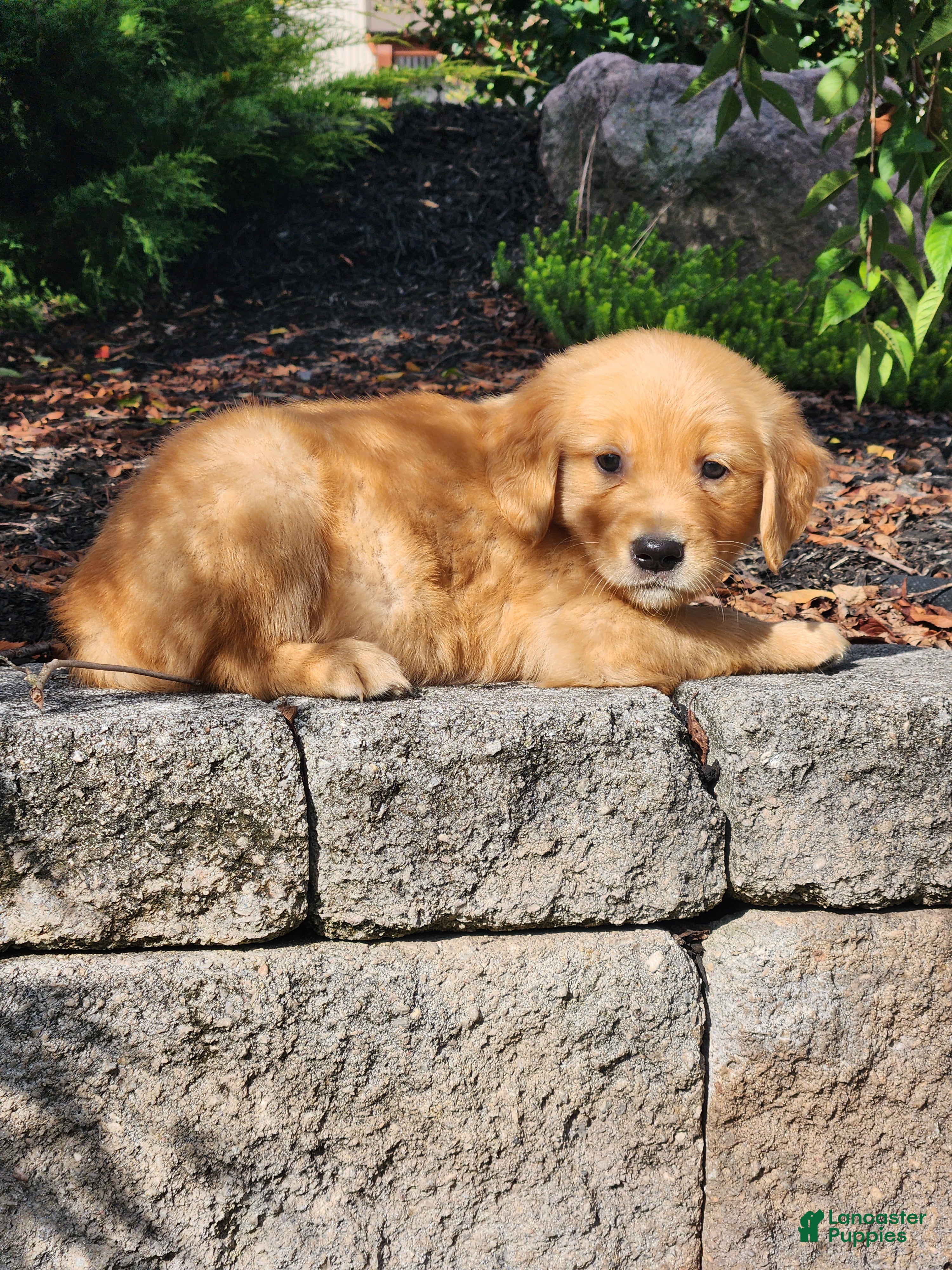 Golden Retriever dogs for sale: Chase - Ad 2
