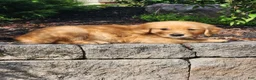 Golden Retriever dogs for sale: Chase - Ad 1